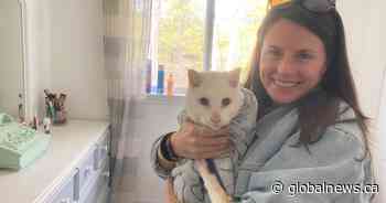Meet the woman whose ‘miracle’ cat finally did come back – five years later