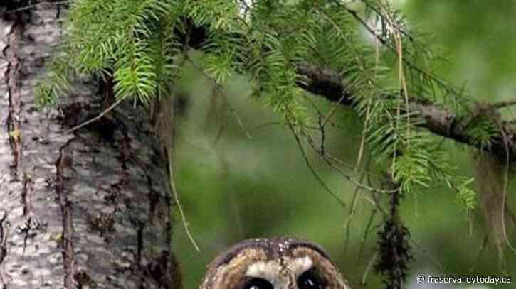 Environmental group challenges federal action on protecting endangered spotted owl