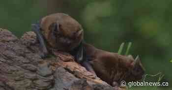 Bat infestation leaves Spiritwood, Sask. family feeling defeated
