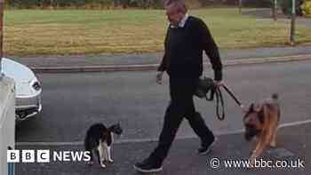 Man due in court after cat attacked in Leamington Spa street