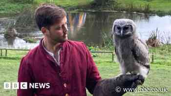 Young owl gets training for starring Warwick Castle role