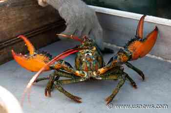 Young Lobsters Show Decline off New England, and Fishermen Will See New Rules as a Result