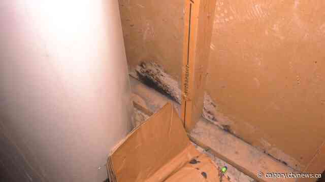 Mould and mouse droppings: Calgary mother says she can't afford to leave 'nightmare' rental home as prices skyrocket