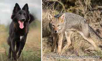 Hybrid Animals Are Trouble, Scientists Say, No Matter How Cute They Are