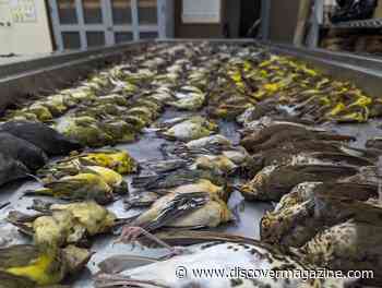 Can Birds See Glass: How To Prevent Birds From Hitting Windows During Migration