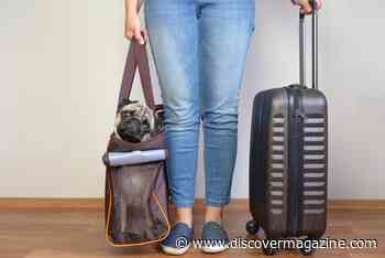 How Does Traveling Impact Your Pets?