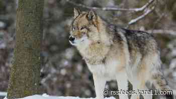 Minnesota DNR investigating after timber wolf shot, dozens of ducks dumped in central Minnesota