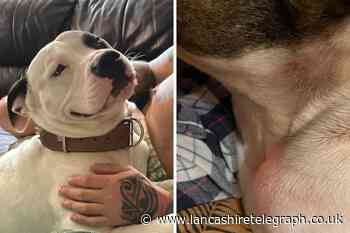 Owner's horror as dog attacked by XL bully at Nelson park