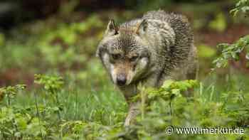 Weidetiere gerissen: Unterfranken genehmigt Wolf-Abschuss – doch wer kümmert sich?