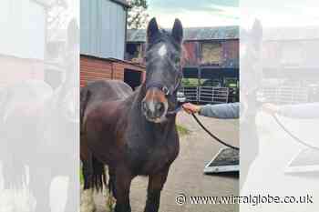 Horse Sense Wirral welcome famous retired boat horse