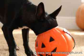 Halloween food warning for dog owners - what can they eat?