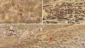 Bigfoot oder Yeti gesichtet? Mysteriöses Video aus den USA gibt Rätsel auf