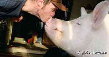 Esther the Wonder Pig dies after being pain, cancer-free for years, Ontario owner says