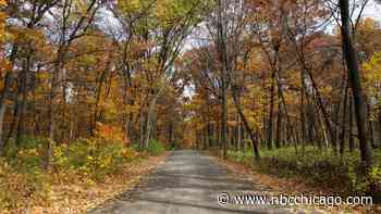 Don't miss it: Fall colors across Chicago closer to peaking. Here's the latest timeline