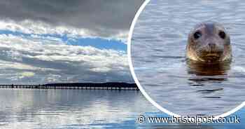 West Country lake closed as grey seal found stranded