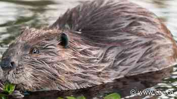 City of Calgary trappers kill two beavers, raising questions from conservation groups