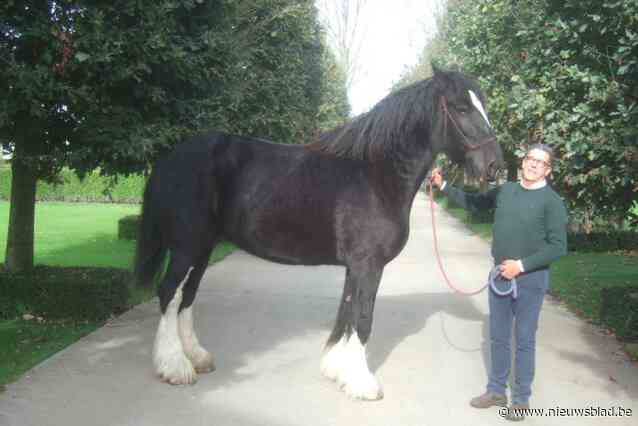 Een slager met een hart voor het grootste paardenras ter wereld: “Zonder trapje raak je er niet op”