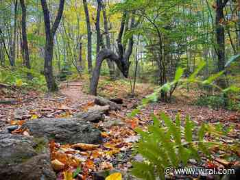 Natural wonder: Magical 'Dragon Tree' hidden in the woods of Appalachia