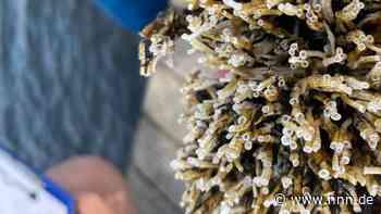 Rostocker Schüler auf der Spur des Kalkröhrenwurms