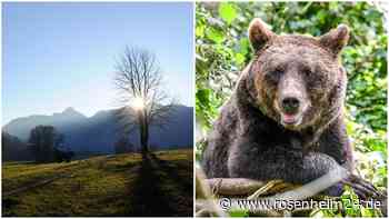 Bär in Siegsdorf – und jetzt auch in Schleching? Das ist an den Gerüchten dran