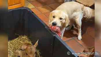 Golden Retriever teilt Spielzeug mit Kälbchen – „ein Herz auf vier Pfoten“