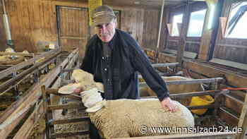 Schafsrisse bei Rattenkirchen: Wolf stand unter Verdacht – Gen-Analyse überführt wahren Täter