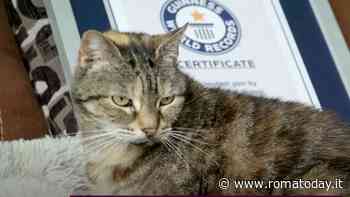 Fusa da record: il premio vinto dalla gatta Bella