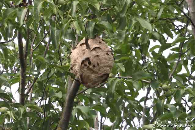 Nest Aziatische hoornaars in school vernietigd