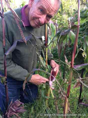 Gardening: growing Indian corn on Highgate allotment