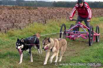 Schlittenhunde ohne Schnee – 77 Hunde trainieren in Heithöven