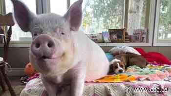 Esther the Wonder Pig has died at the age of 11