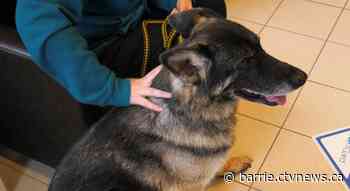 Free clinic helps boost health of homeless and their pets in Simcoe County