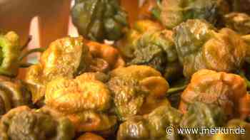 Guinness-Buch der Weltrekorde kürt neue schärfste Chili 