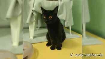 „Was genau mit ihm passiert ist, weiß keiner“: Jasper landete verletzt im Tierheim