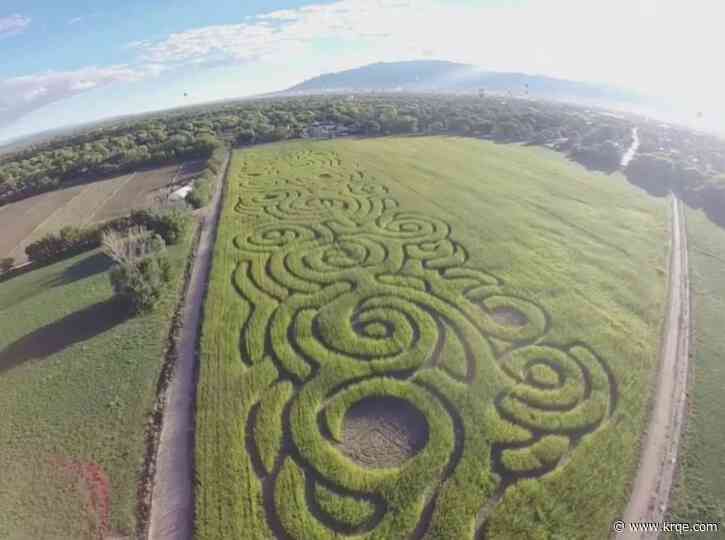 Annual Maize Maze Festival returns for 25th year
