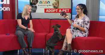 Ruff-ly 100 animals need foster care homes as Saskatoon SPCA gets ready to move