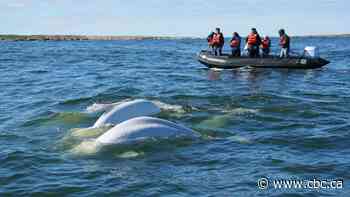 Visits to Manitoba lag behind pre-pandemic levels, but those who come are spending more