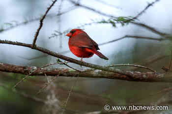 As temperatures rise, songbirds struggle to keep young healthy, researchers find