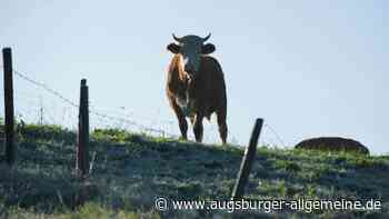Entlaufene Rinder durch Schüsse getötet