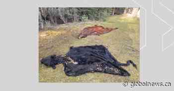 Cow carcasses dumped near McLean prompts RCMP investigation