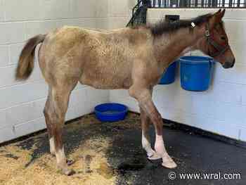 Faith restored: Horse abused in Cumberland County mistreatment case finding her way