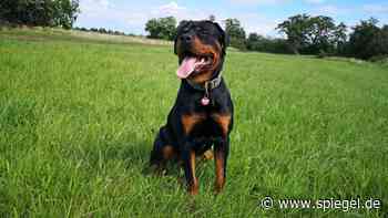 Österreich: Staatsanwaltschaft ermittelt nach tödlichem Hundeangriff