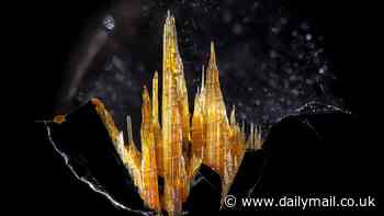 Our enchanting world... under a microscope: From a miniature crystal castle to spores that look like rich caramel apples, these were voted the best microscopic photographs of 2023