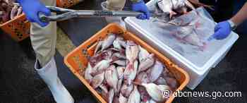 IAEA team gathers marine samples near Fukushima as treated radioactive water is released into sea
