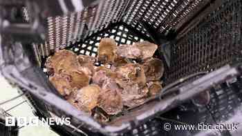 First oysters introduced to island's harbour