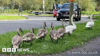 Bishop's Waltham Swan Patrol helps cygnets cross road