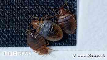 Inside the lab building bedbug detectors
