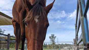 Horse owners warned as dead hedgehogs found in feed imported from New Zealand