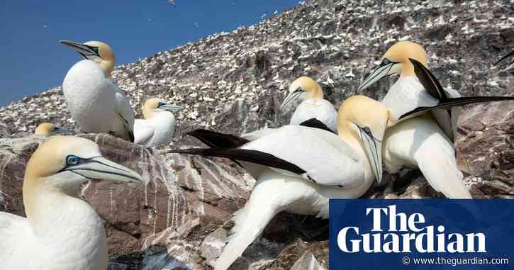 Wild birds gain immunity to avian flu in ‘encouraging sign’ amid deadly outbreak