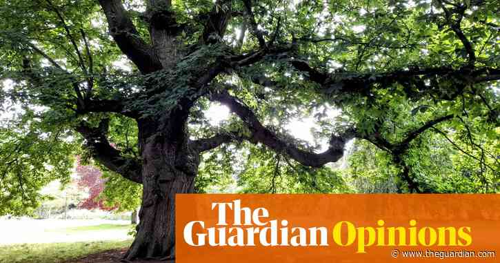 The Guardian view on protecting trees: planting is a gift to the future, but not enough | Editorial